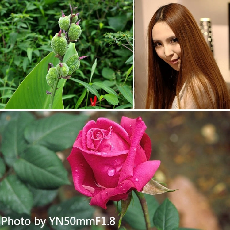 YONGNUO 50mm F1.8 Standard Prime Lens for Canon Camera - Auxiliary Lens by YONGNUO | Online Shopping UK | buy2fix