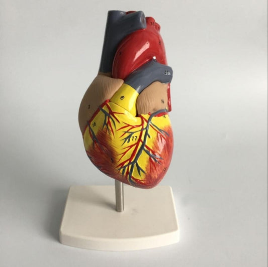 1: 1 Human Heart Anatomical Model Cardiology Heart Anatomy Teaching Model with Number Mark by buy2fix