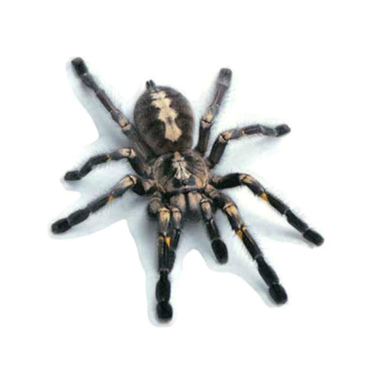 Creative Personality Scratch Cover Car Body Sticker(Black Spider) by buy2fix