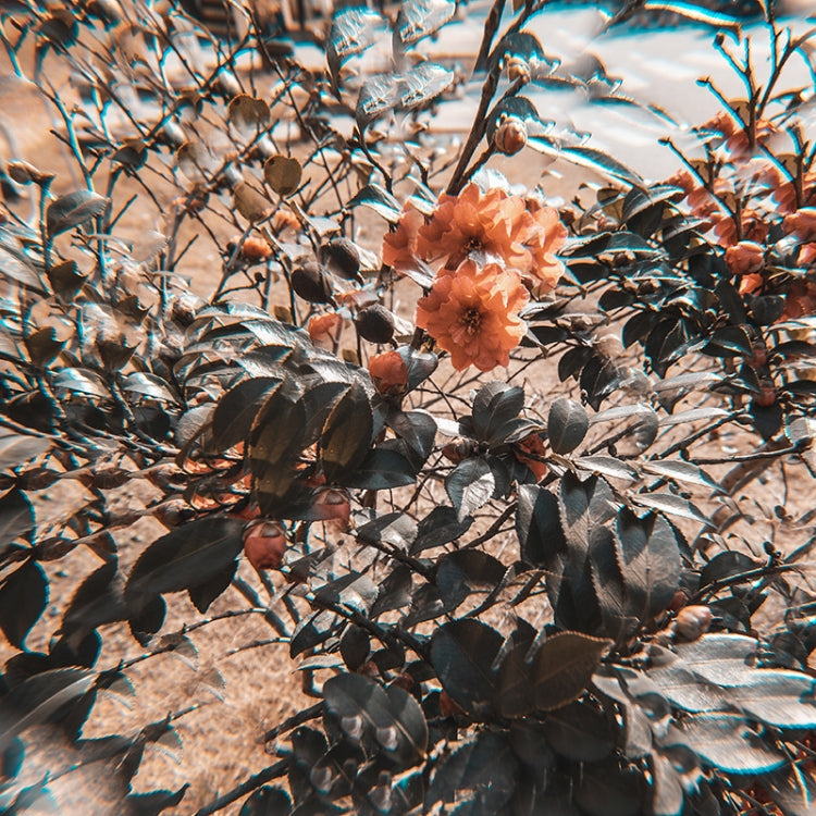 77mm 77mm Kaleidoscope Prism Foreground Blur Camera Glass Filter Lens by buy2fix