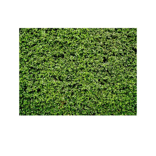 2.1m x 1.5m Green Leaves Wall Birthday party photography background cloth by buy2fix