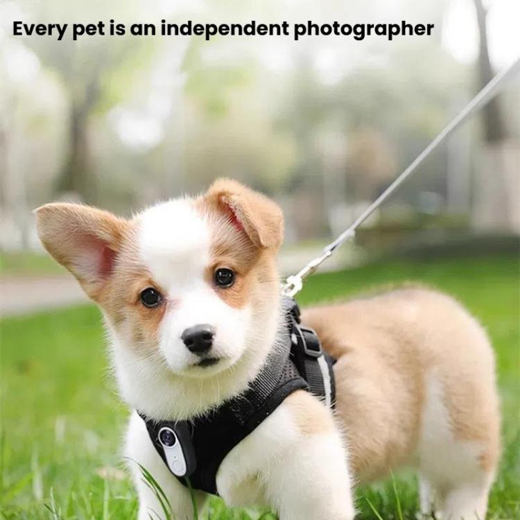 Pet Recorder With Collar Cat Dog View Camera, Size: Direct Record With 64G Memory Card(White) - Video Cameras by buy2fix | Online Shopping UK | buy2fix