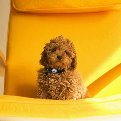 For AirTag Tracker Waterproof Protection Case Pet Leather Collar Anti Lost Cat Locator Collar(Black) - Pet Series by buy2fix | Online Shopping UK | buy2fix