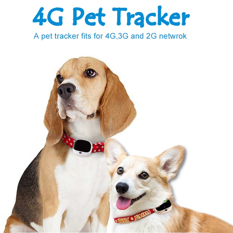 RF-V43 A Style IP67 Waterproof GPS + LBS + WiFi Pet Locator Pet Collar Tracking Device For Asia/Europe/Africa/Australia(White) - Pet Tracker by buy2fix | Online Shopping UK | buy2fix